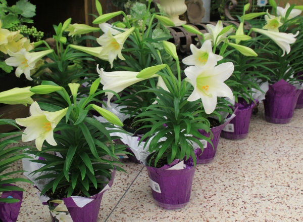 Donations for Easter Lilies beginning February 18th